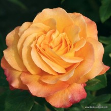 www.kordes-rosen.com