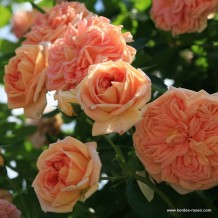 www.kordes-rosen.com