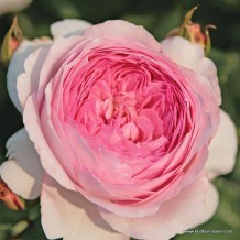 www.kordes-rosen.com