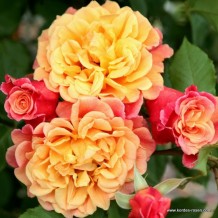 www.kordes-rosen.com