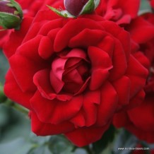 www.kordes-rosen.com