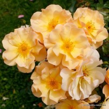 www.kordes-rosen.com