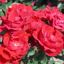 www.kordes-rosen.com