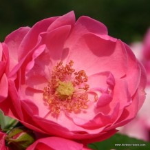 www.kordes-rosen.com