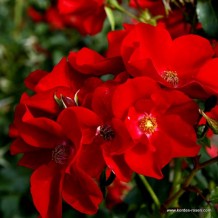 www.kordes-rosen.com