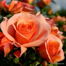 www.kordes-rosen.com