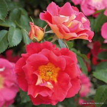 www.kordes-rosen.com