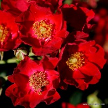 www.kordes-rosen.com