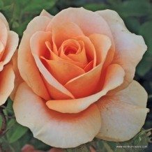 www.kordes-rosen.com