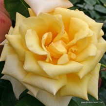 www.kordes-rosen.com