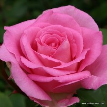www.kordes-rosen.com