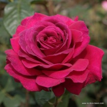 www.kordes-rosen.com