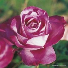 www.kordes-rosen.com