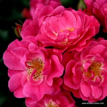 www.kordes-rosen.com