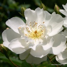 www.kordes-rosen.com