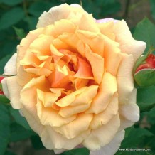 www.kordes-rosen.com