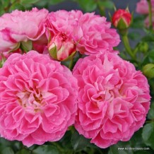 www.kordes-rosen.com
