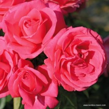www.kordes-rosen.com