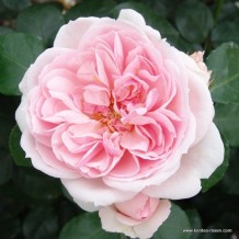 www.kordes-rosen.com