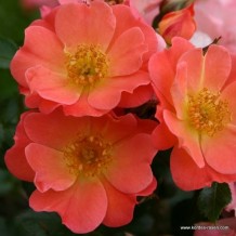 www.kordes-rosen.com