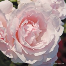 www.kordes-rosen.com