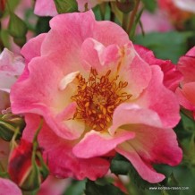 www.kordes-rosen.com