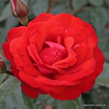 www.kordes-rosen.com