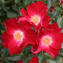 www.kordes-rosen.com