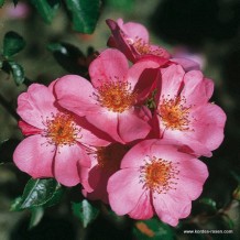 www.kordes-rosen.com