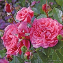 www.kordes-rosen.com
