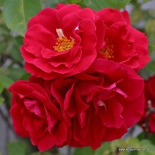 www.kordes-rosen.com