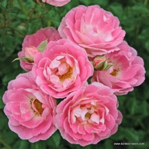 www.kordes-rosen.com