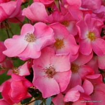 www.kordes-roses.com