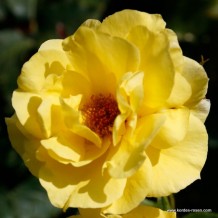 www.kordes-rosen.com