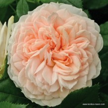 www.kordes-roses.com