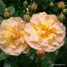 www.kordes-rosen.com