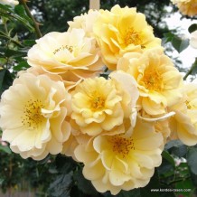 www.kordes-rosen.com