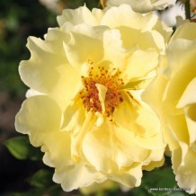 www.kordes-rosen.com