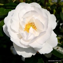 www.kordes-rosen.com