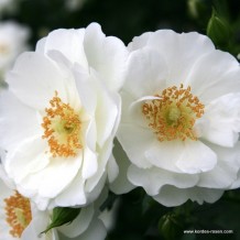 www.kordes-rosen.com