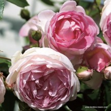 www.kordes-rosen.com