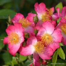 www.kordes-rosen.com