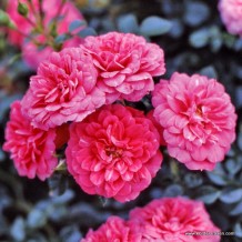 knirps_kordes_01_1