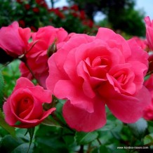 www.kordes-rosen.com
