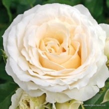 www.kordes-rosen.com