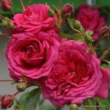 www.kordes-rosen.com
