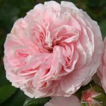 www.kordes-roses.com