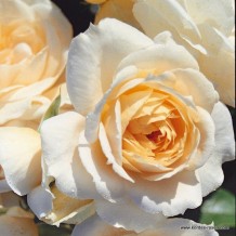 www.kordes-rosen.com