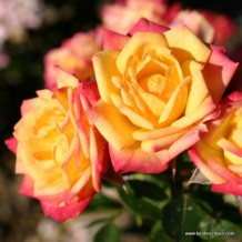 www.kordes-rosen.com