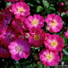 www.kordes-rosen.com